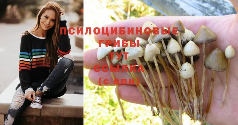 продажа наркотиков  omg ССЫЛКА  Псилоцибиновые грибы Magic Shrooms  Норильск 